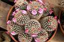 MAMMILLARIA SP_A001_FIORI.jpg